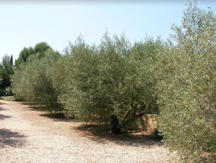 Un Gite En Provence - Les Jardins De Fontanille Saint-Rémy-de-Provence エクステリア 写真
